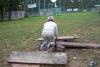 Klicken zum ansehen herbst_2011_228_t1.jpg